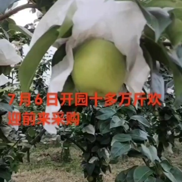 翠冠梨