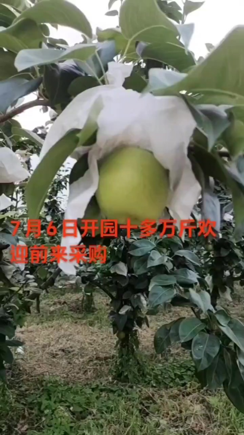 翠冠梨