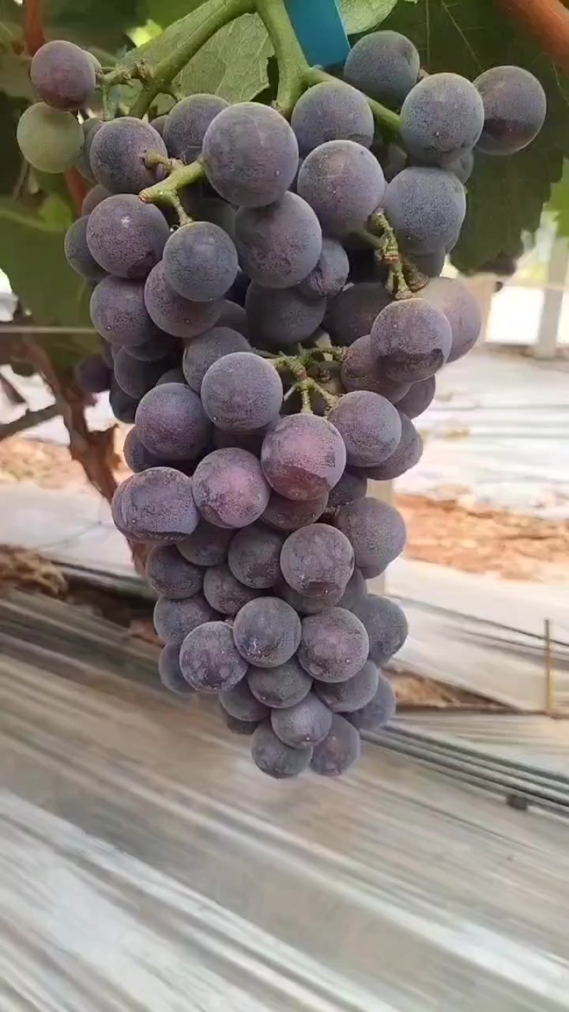 葡萄