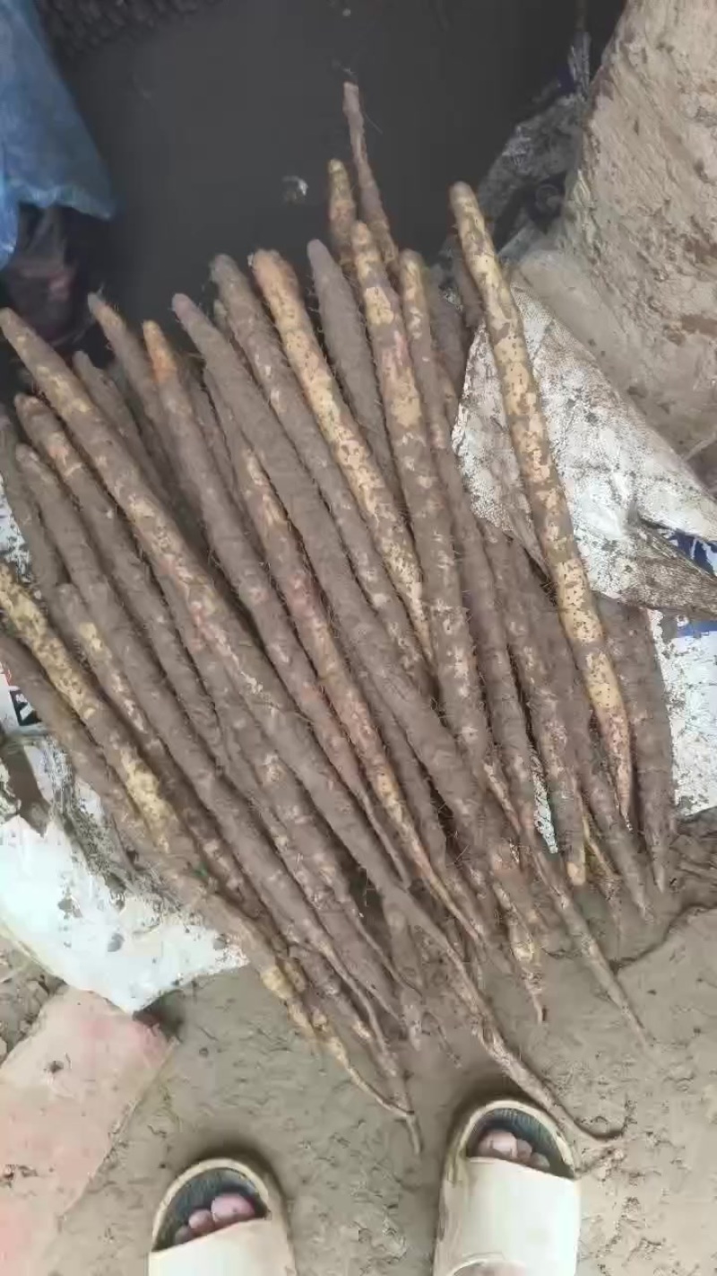 库存的深州白嘴