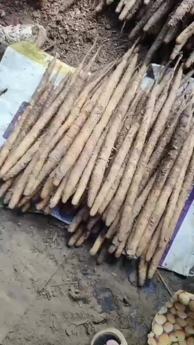 库存的深州白嘴