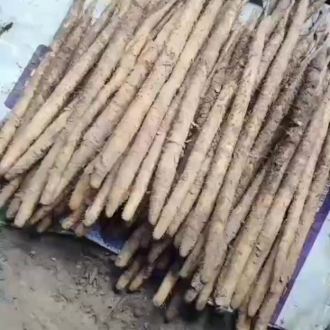 库存的深州白嘴