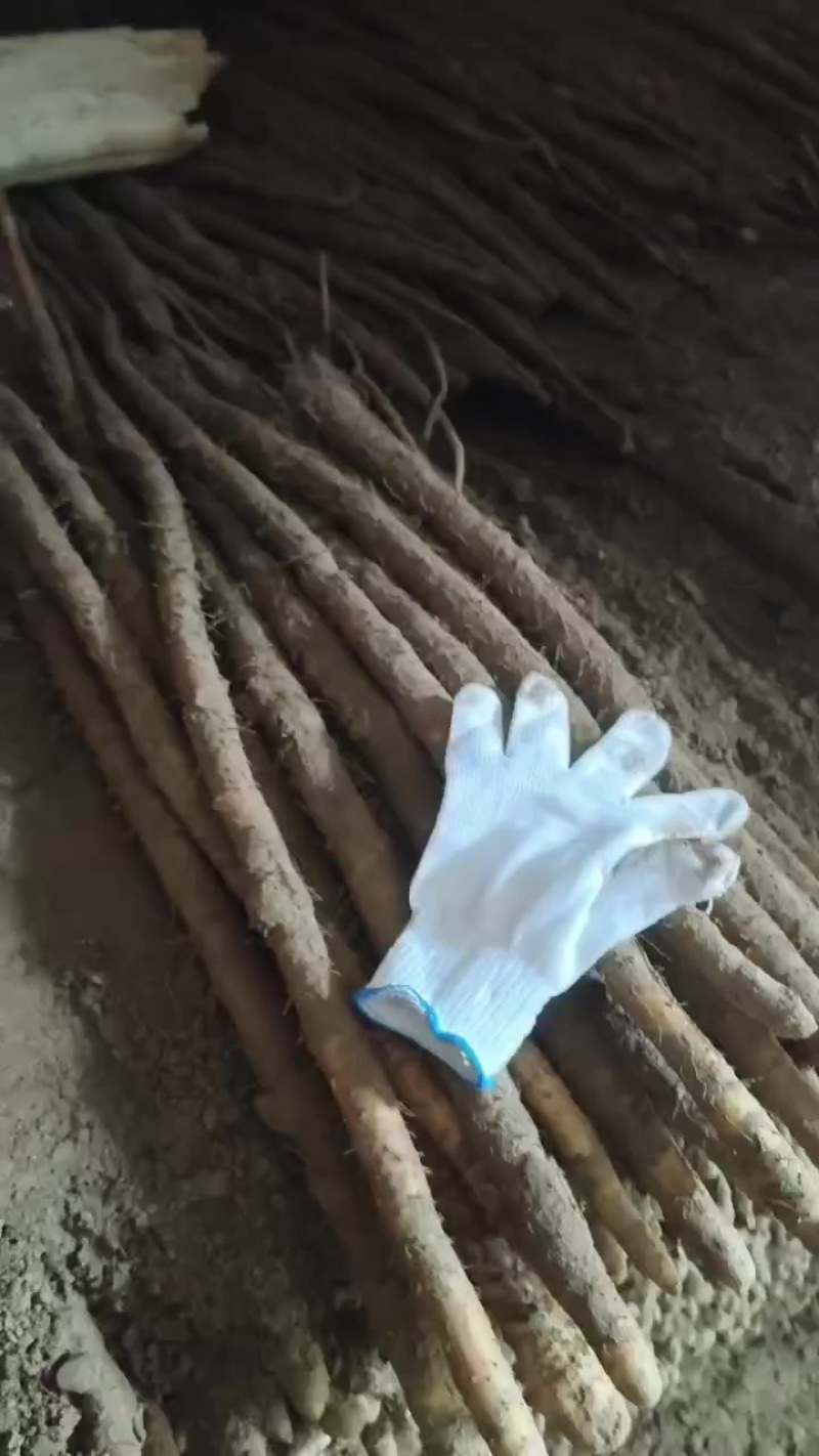 紫药
