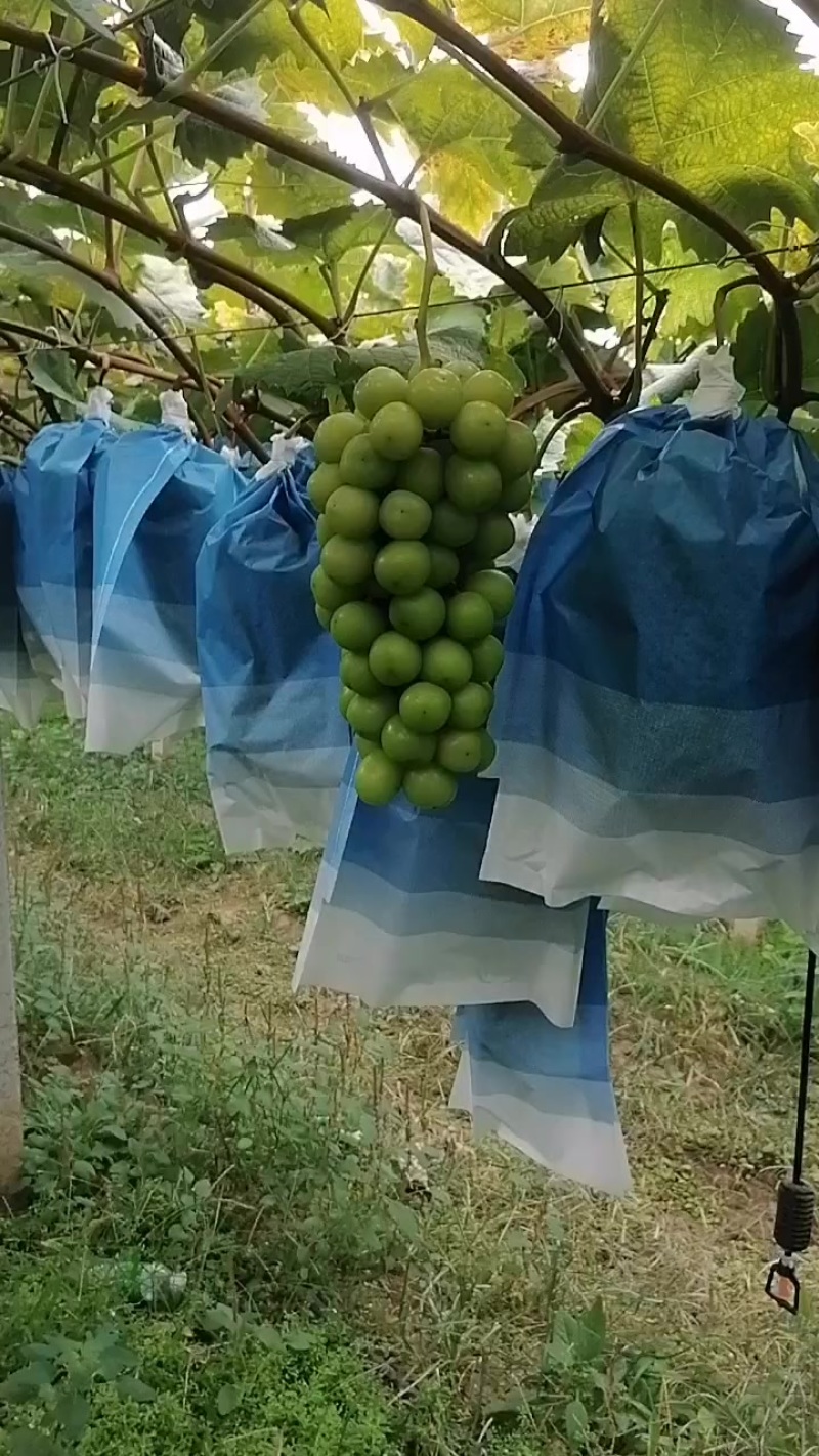 山东阳光玫瑰葡萄