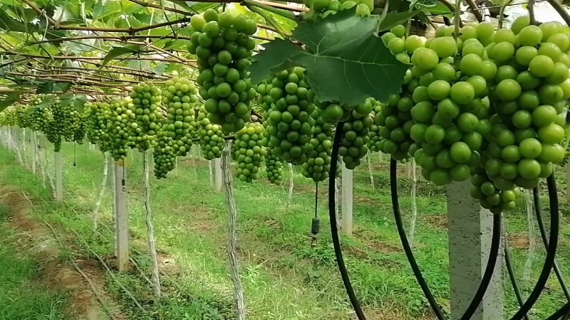 山东阳光玫瑰葡萄
