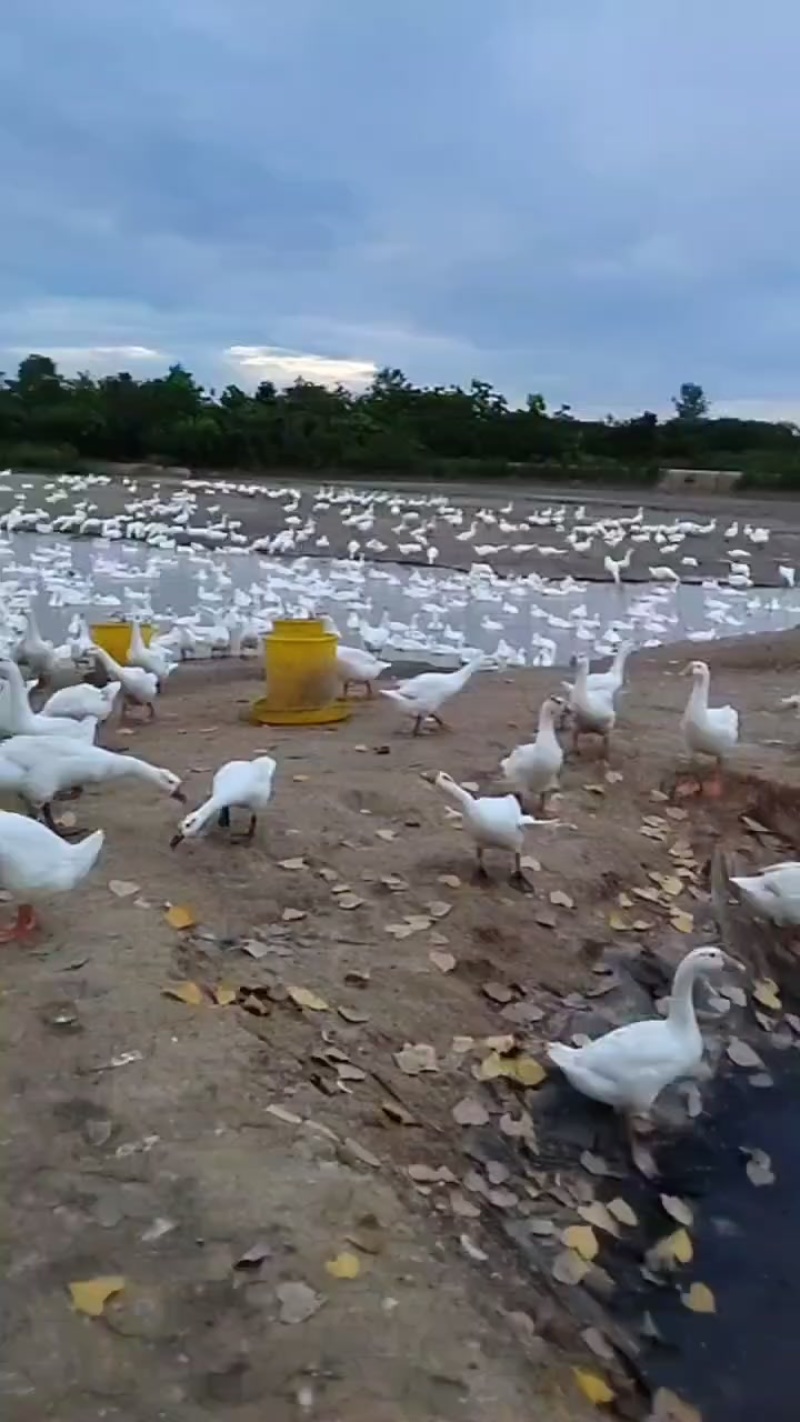 大鹅