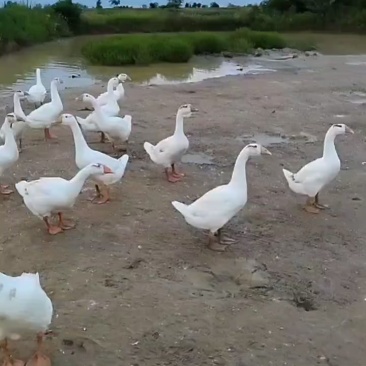 大鹅