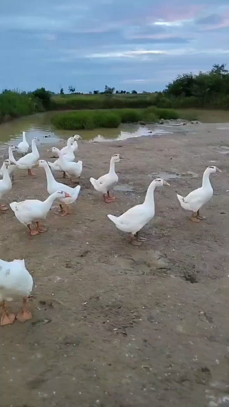 大鹅