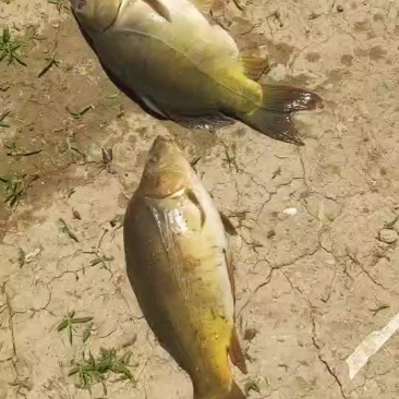 框里。三道鳞。镜鲤
