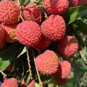 桂味