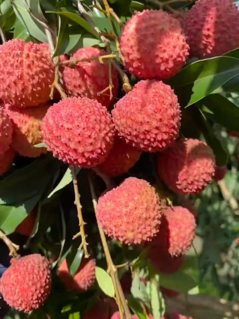 桂味