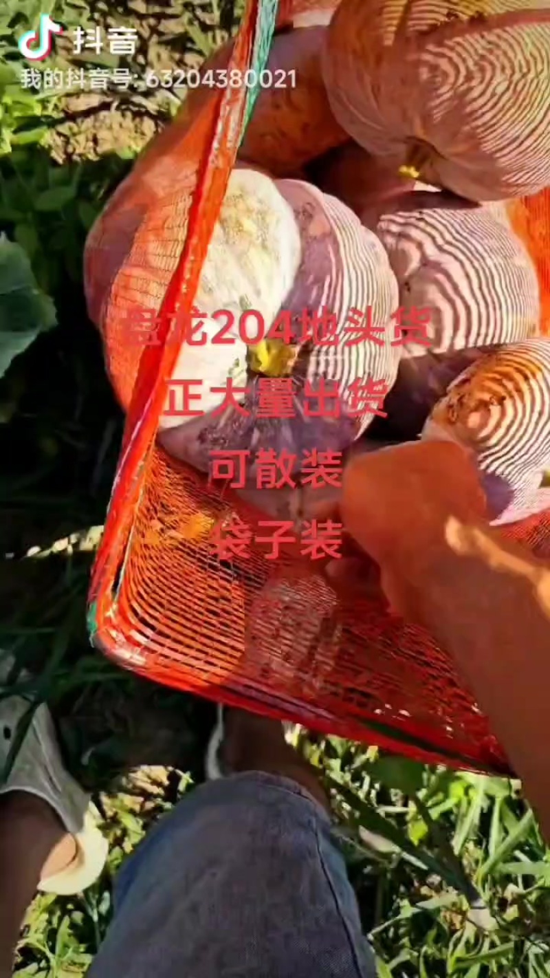 盘龙204