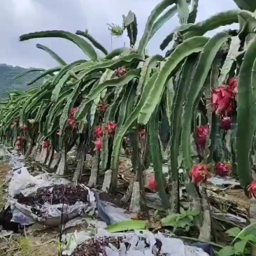 火龙果