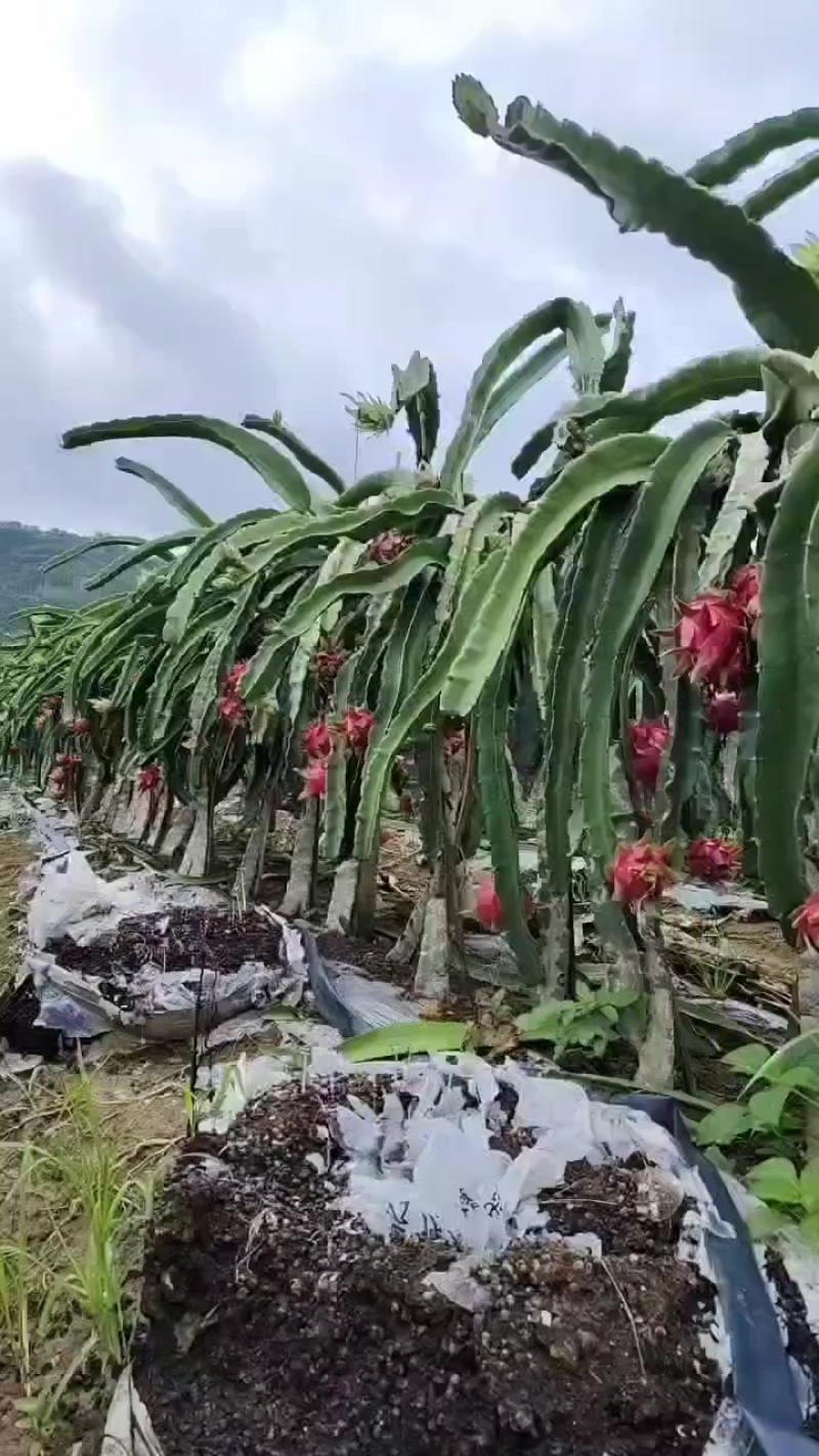 火龙果
