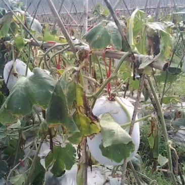 白东瓜台山种
