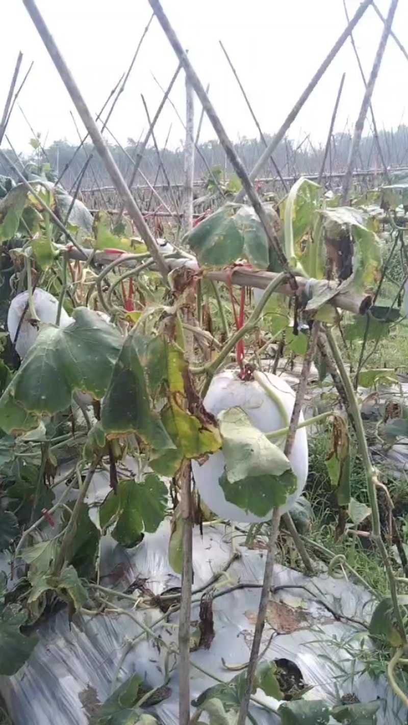 白东瓜台山种