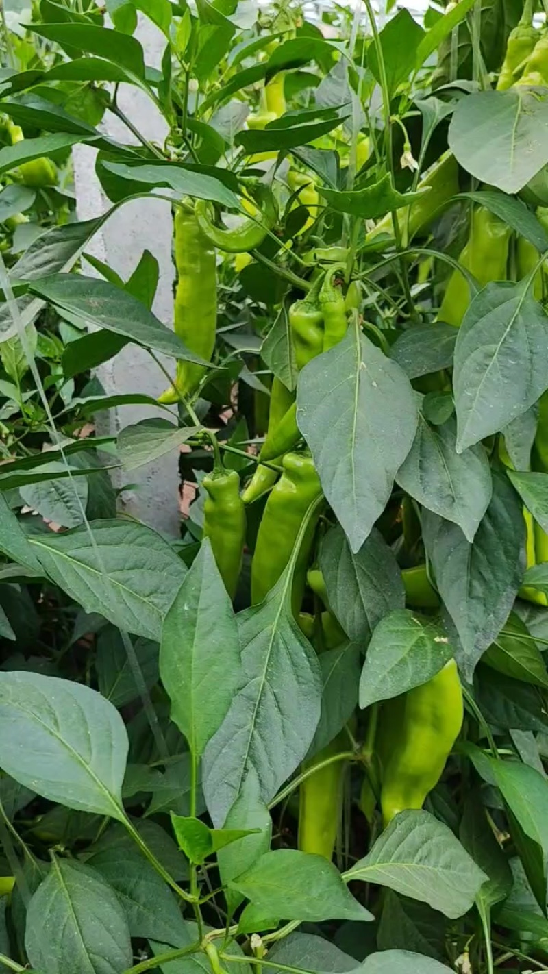 羊角辣椒