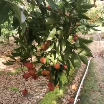 灵山九里香荔枝