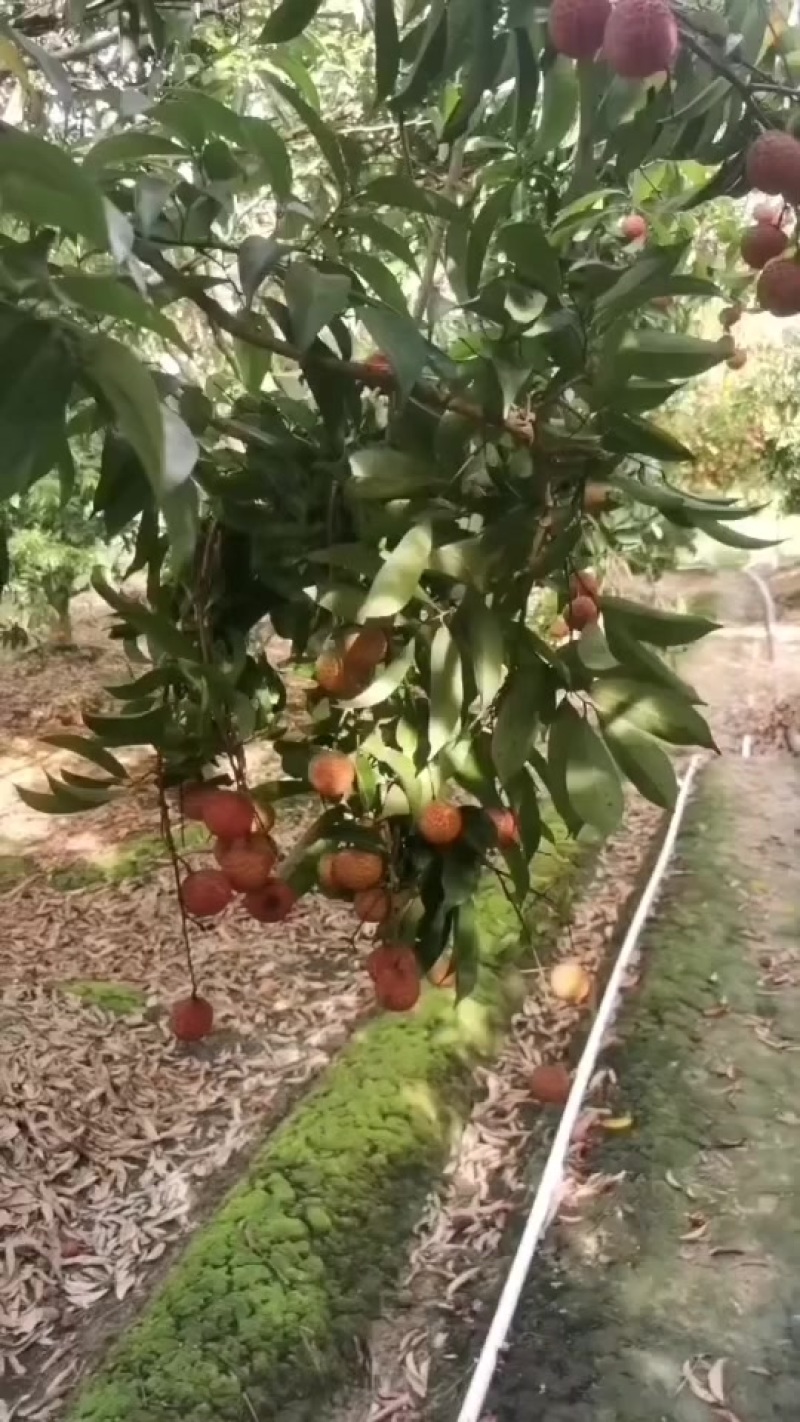 灵山九里香荔枝
