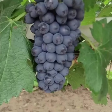 葡萄🍇