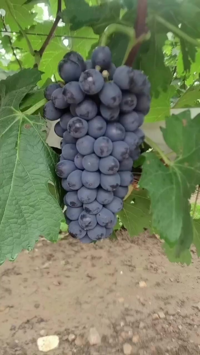 葡萄🍇