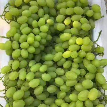 维多利亚葡萄