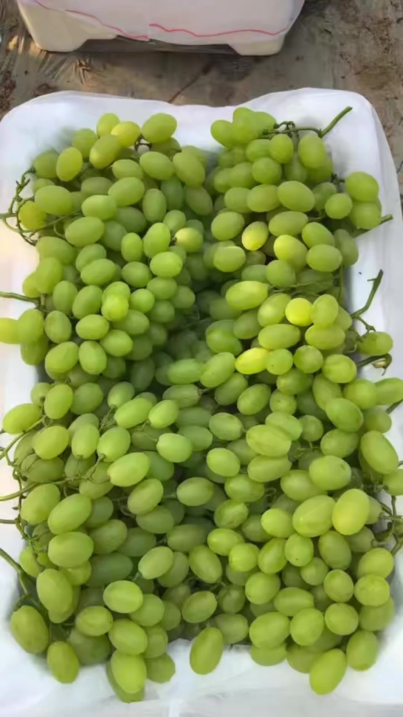 维多利亚葡萄