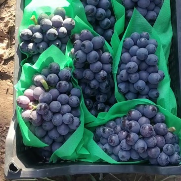 夏黑葡萄大量上市