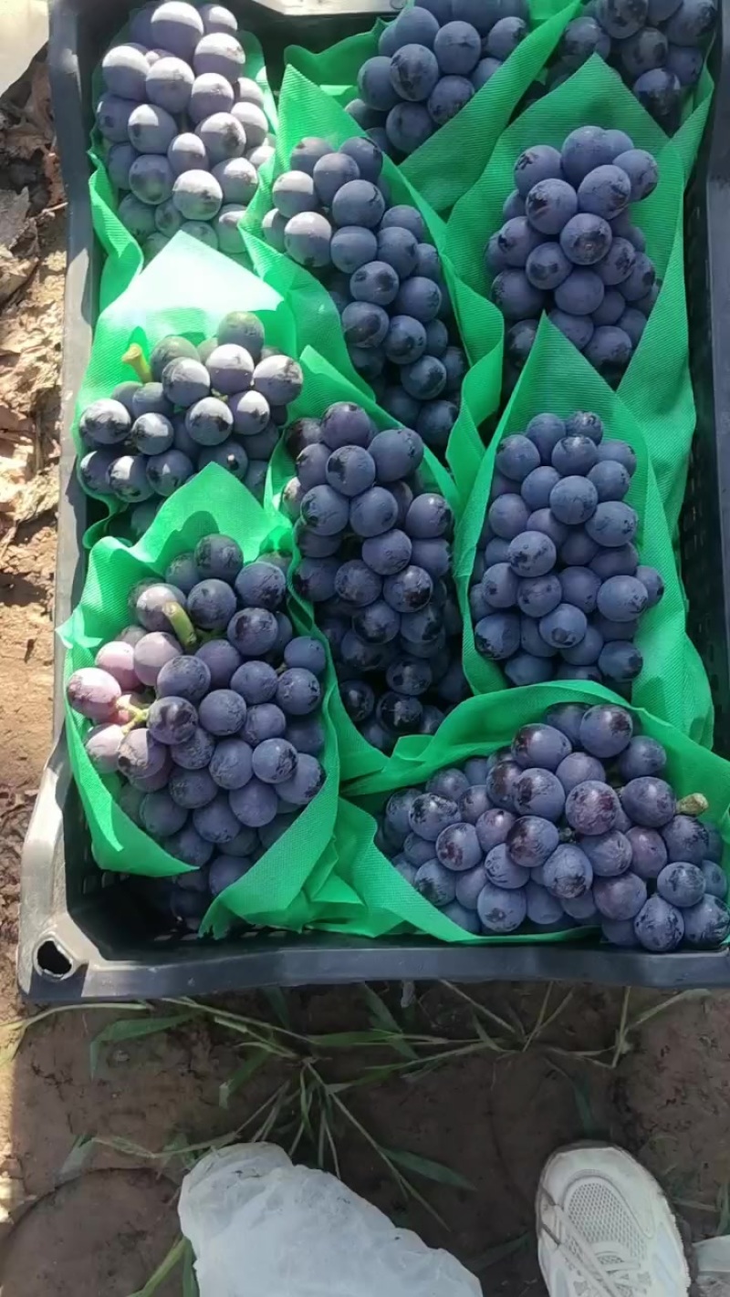 夏黑葡萄大量上市
