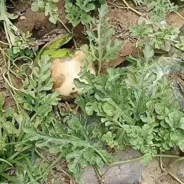 甜王西瓜7月5日开园