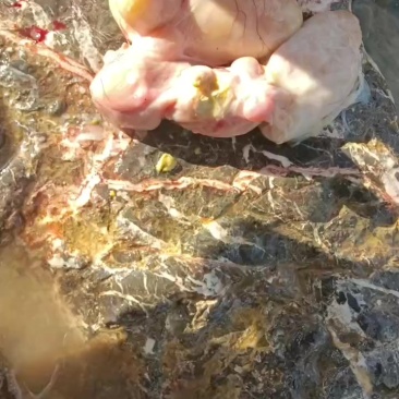 鸡宝