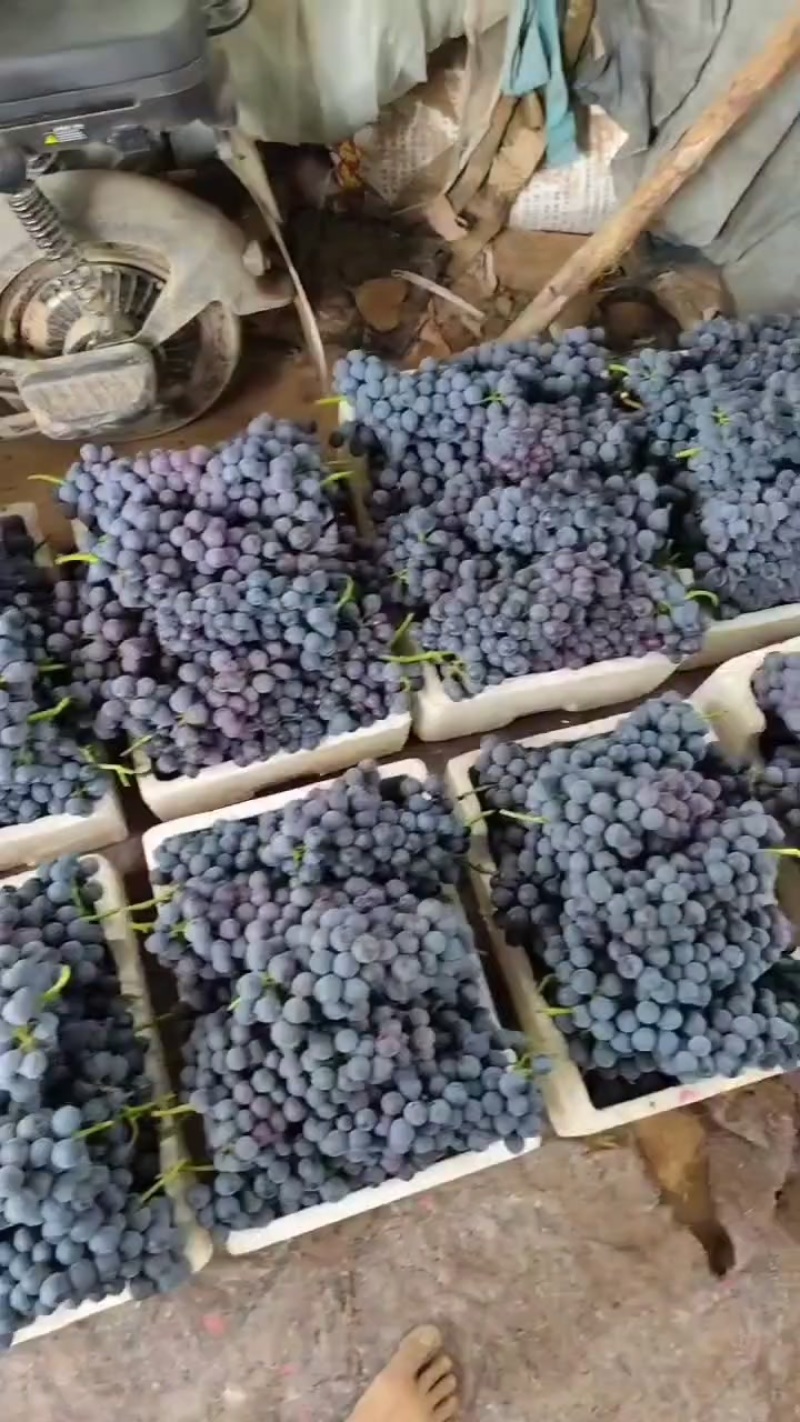 夏黑葡萄