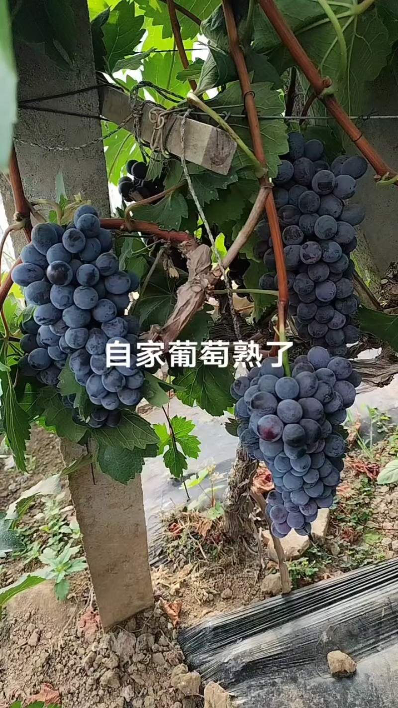 夏黑葡萄
