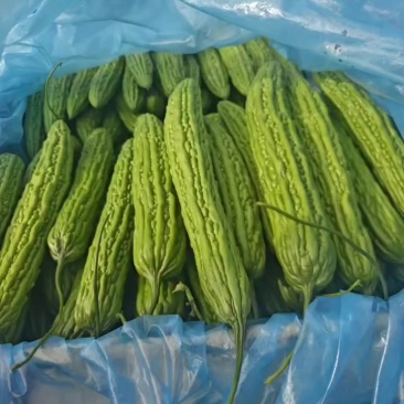 苦瓜油绿苦瓜大量供加工厂毛钱