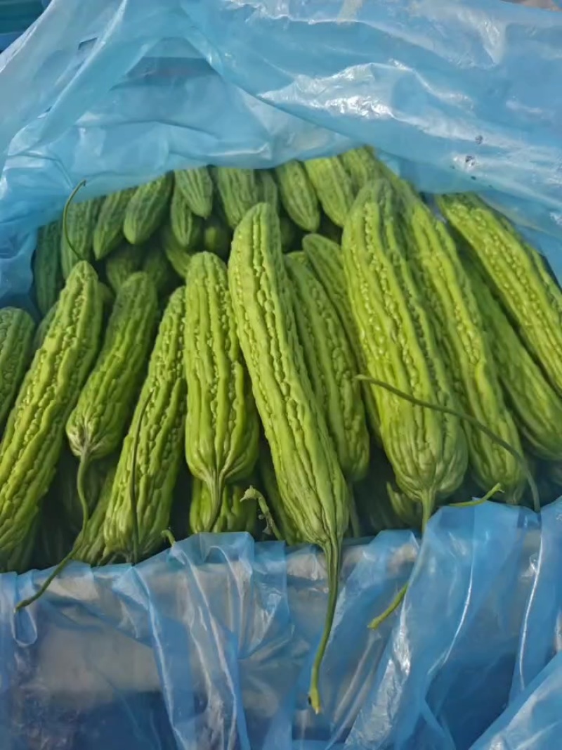 苦瓜油绿苦瓜大量供加工厂毛钱