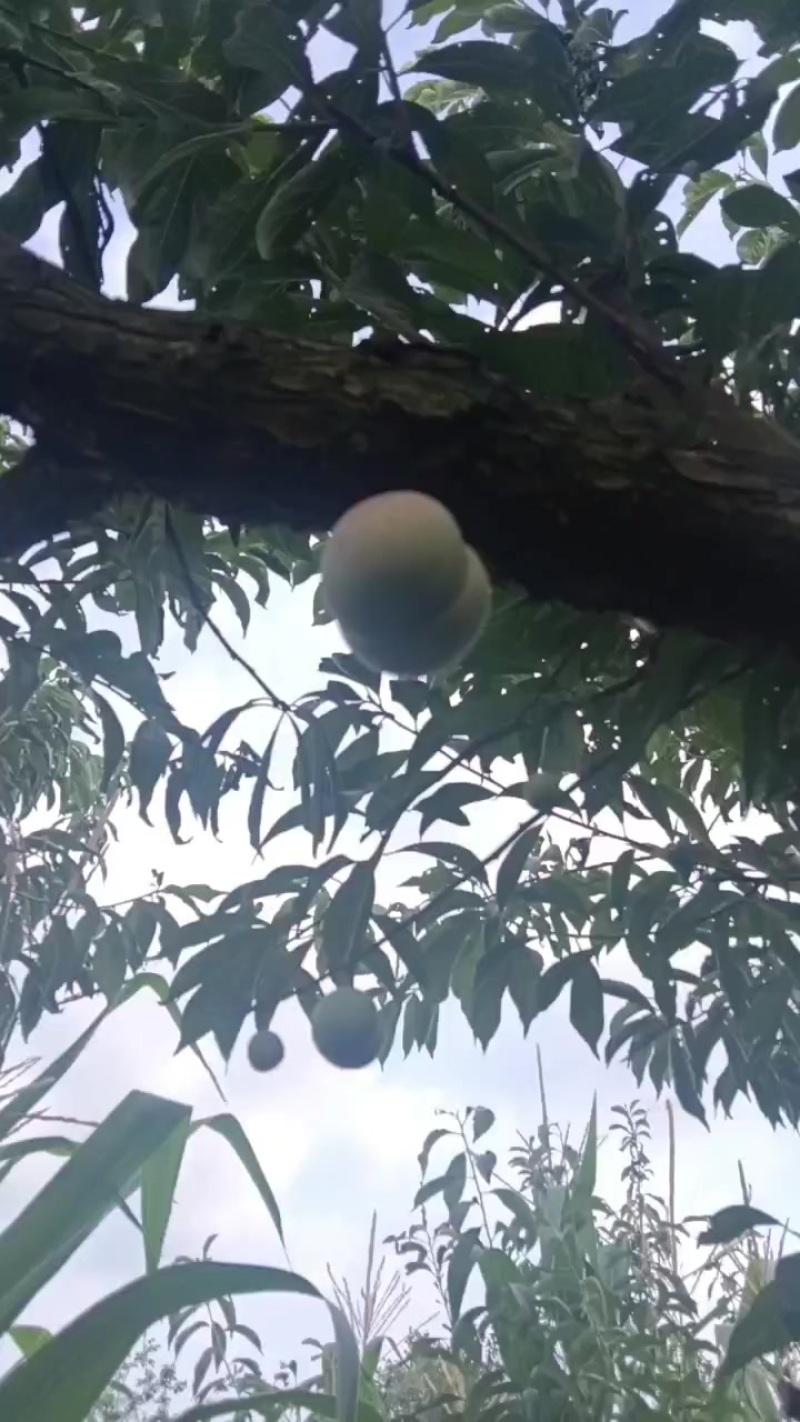 云南水富半边红李子