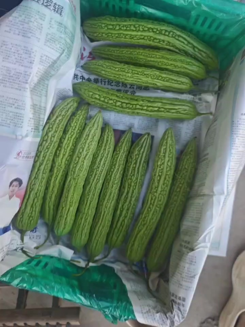 苦瓜油绿苦瓜大量供加工厂毛钱