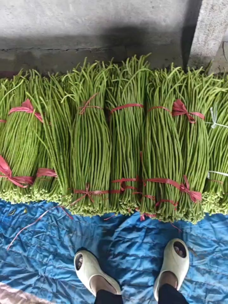 豆角青条豆角