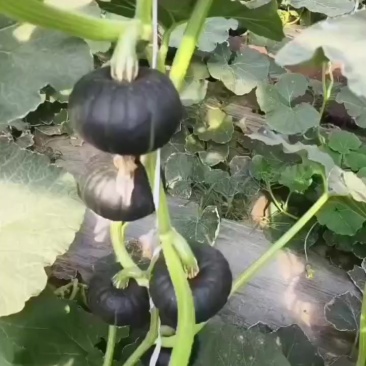 贝贝南瓜精品大量上市