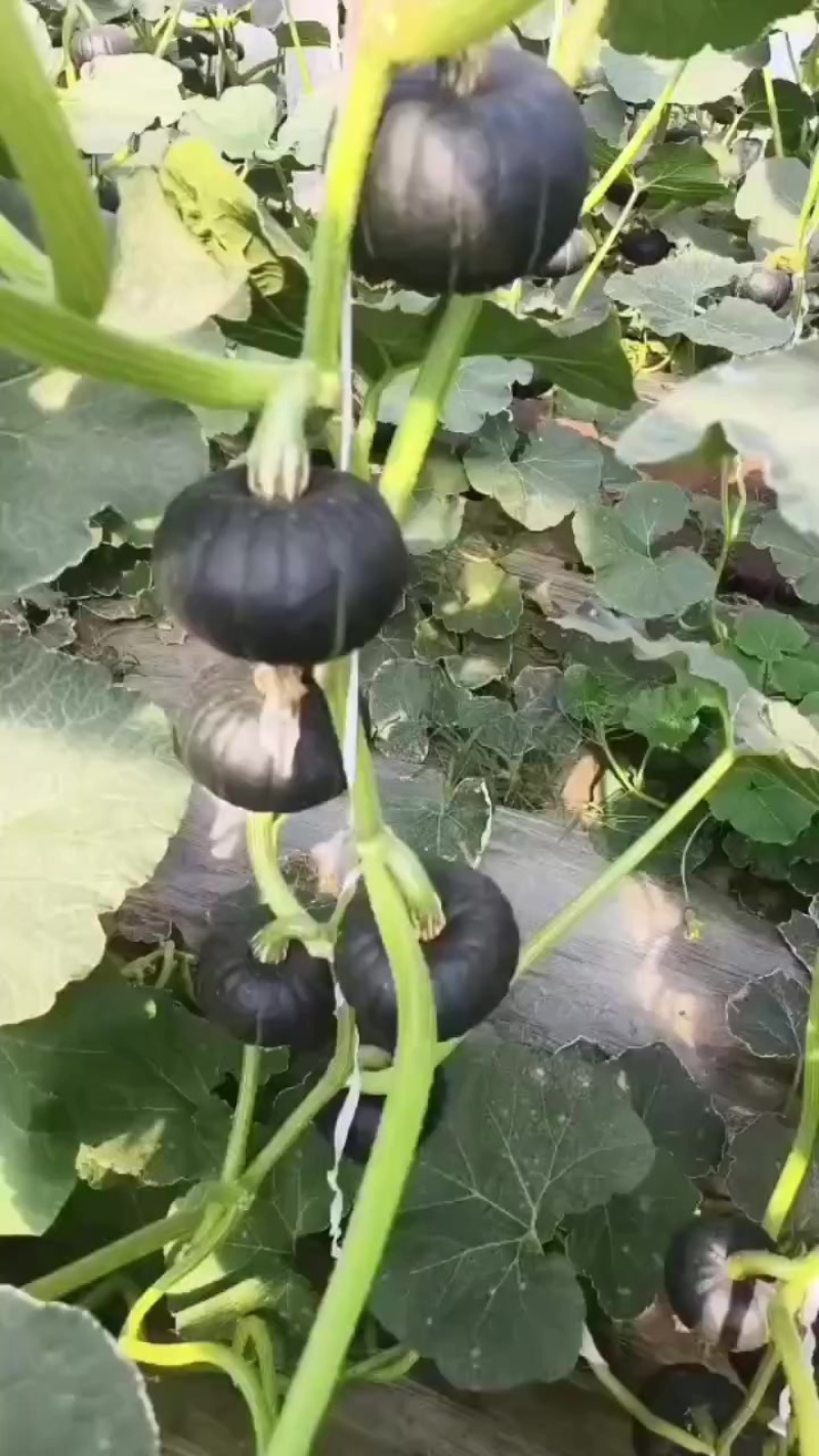 贝贝南瓜精品大量上市