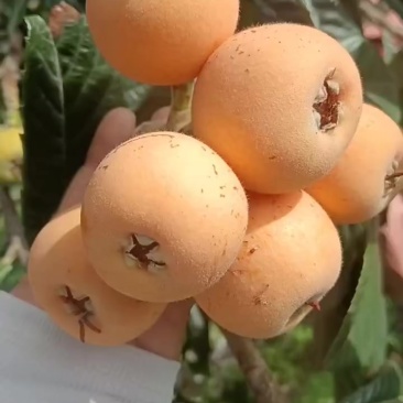 阿坝州茂县枇杷
