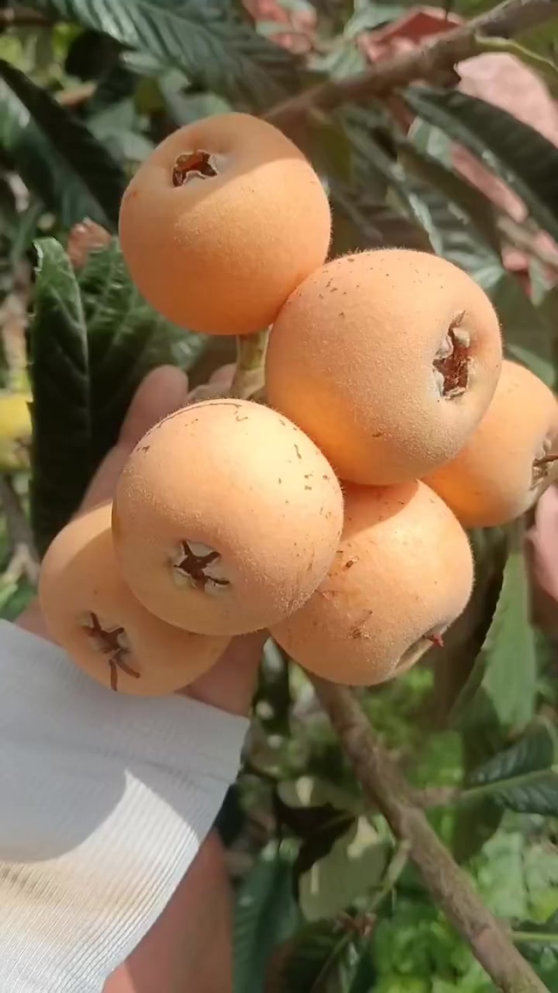 阿坝州茂县枇杷