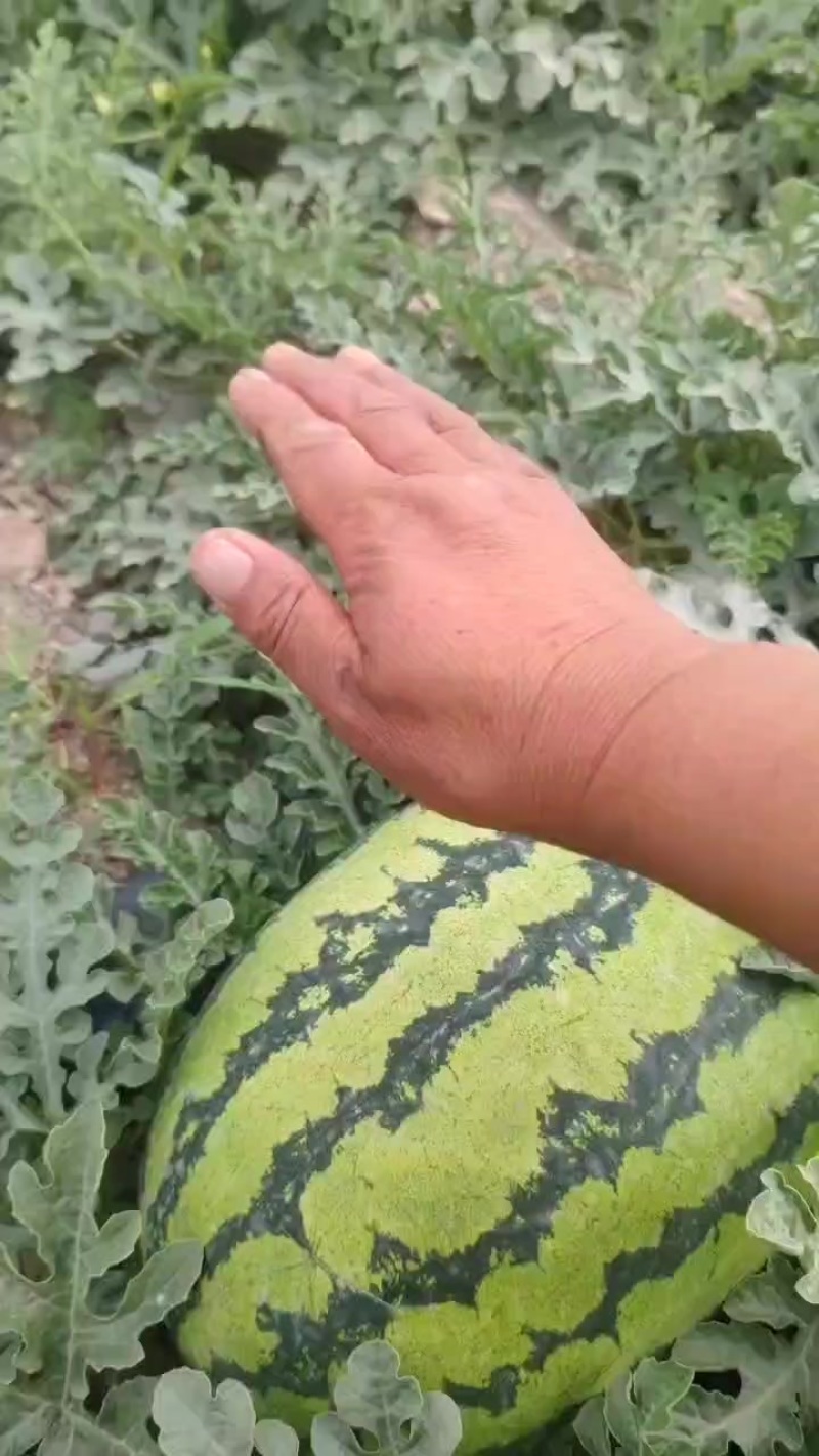 宁夏中卫石头瓜