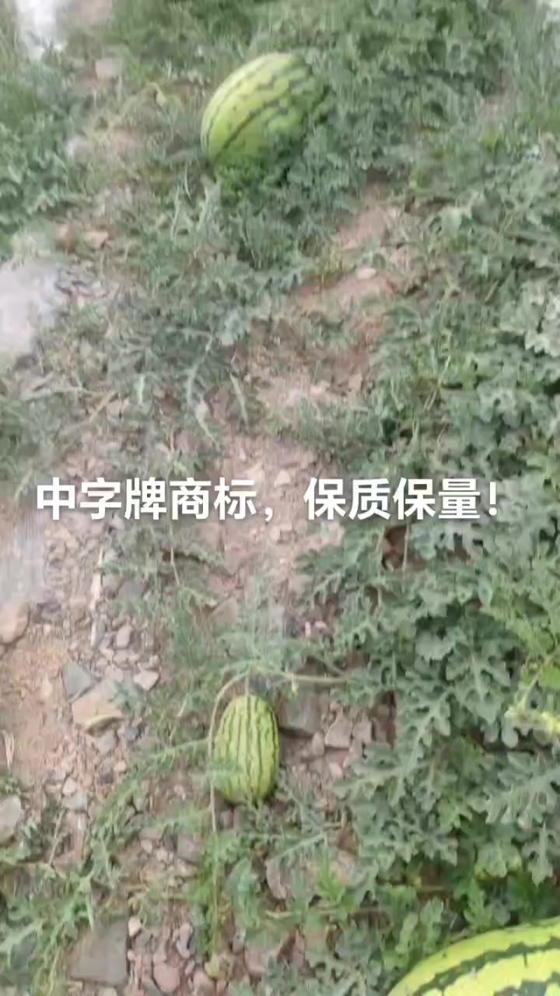 宁夏中卫石头瓜