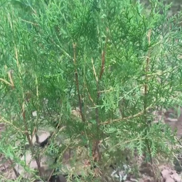 柏树苗