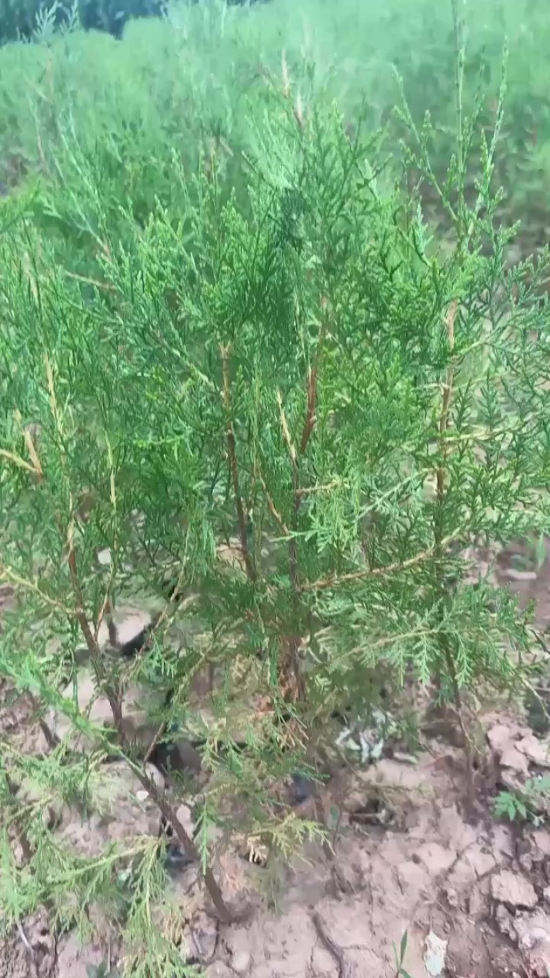 柏树苗
