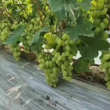 维多利亚葡萄