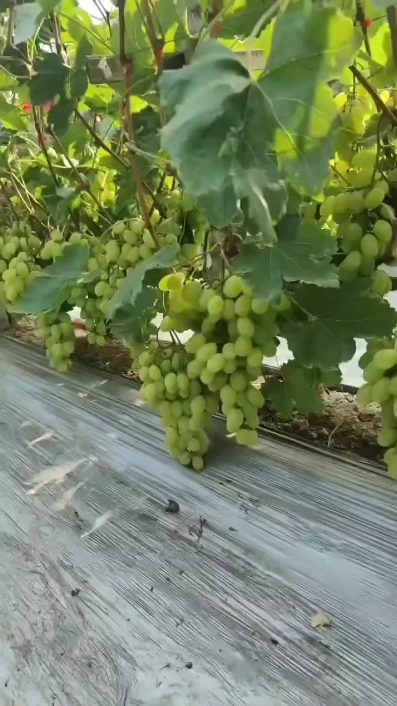 维多利亚葡萄