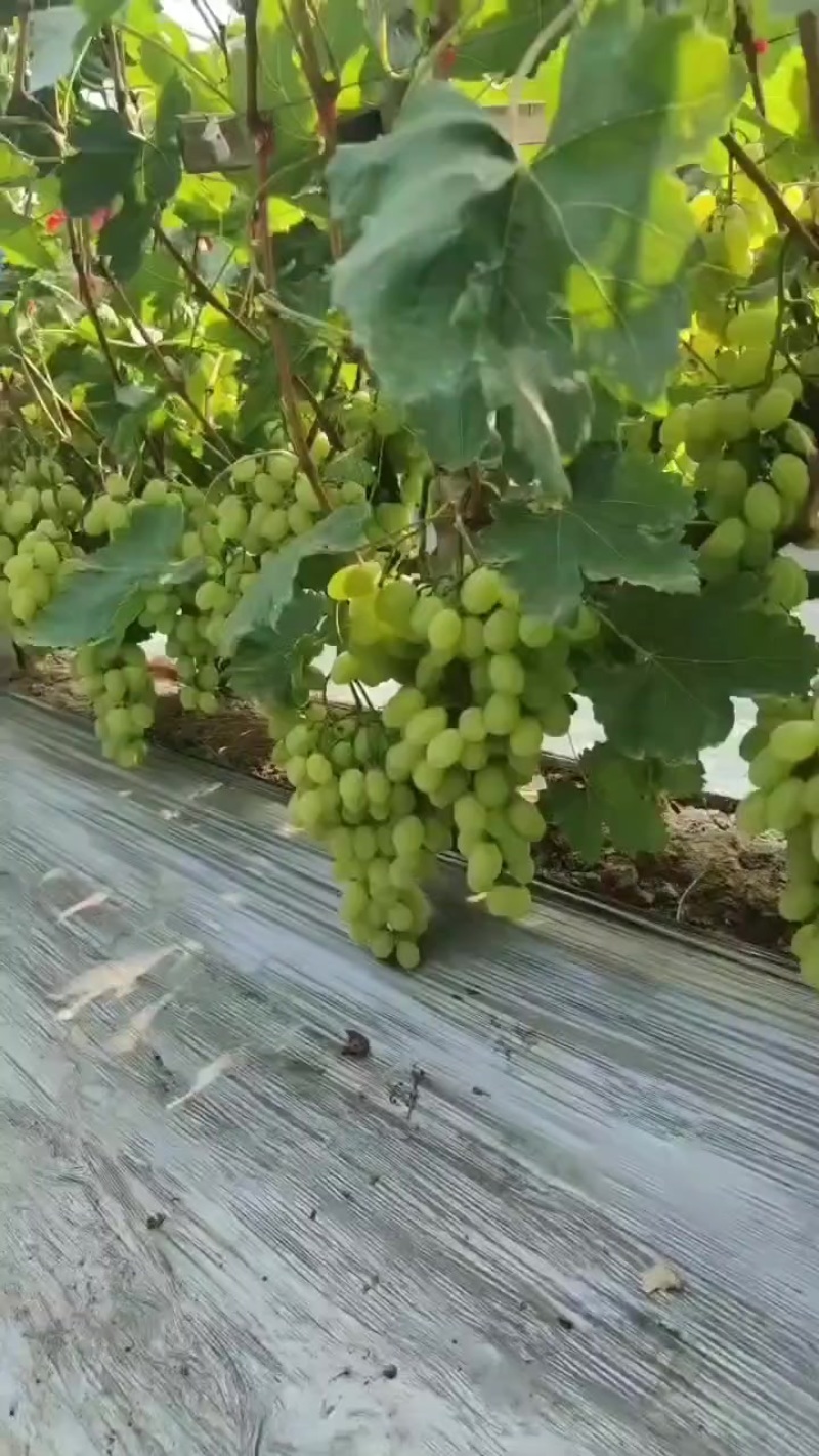 维多利亚葡萄