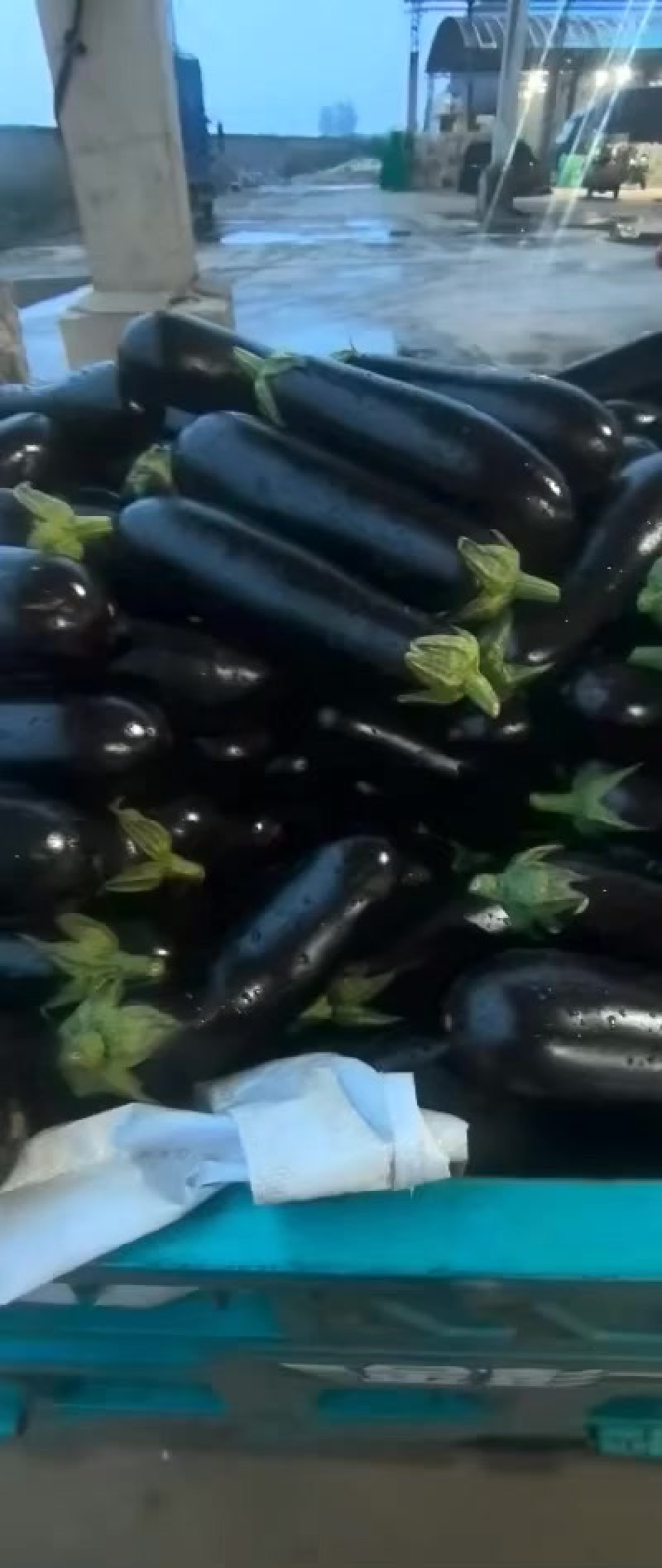 山东疏菜